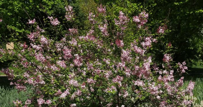 (Syringa microphylla 'Superba'). Lilas de Chine, arbuste ornemental et buissonnant orn&eacute; de grappes petites fleurs tubulaires rose lilas sur tiges dress&eacute;es se balan&ccedil;ant dans le vent
