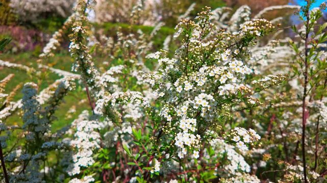 White spirea bushes swaying in sunny garden meadow during spring