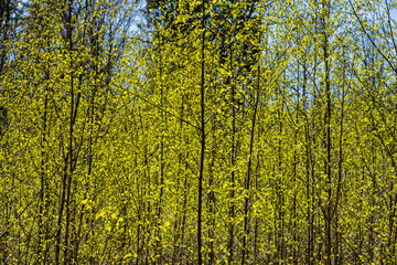 Young birch trees with fresh spring leaves in forest © Art L