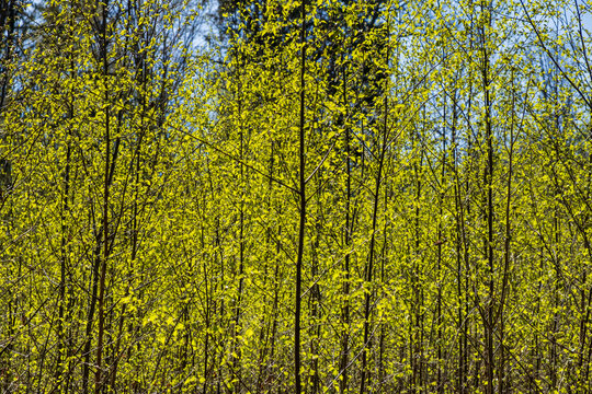 Young birch trees with fresh spring leaves in forest