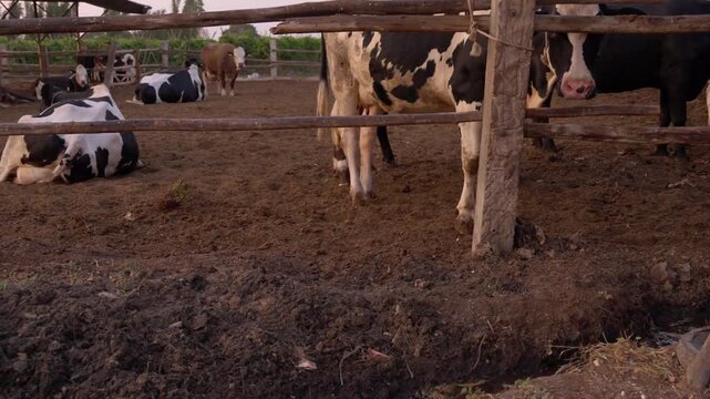 Livestock farming with holstein cows in a rural pen