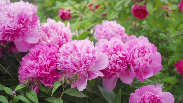 Lush pink peonies in the garden close-up, Bright and delicate shot of blooming pink peonies in summer garden