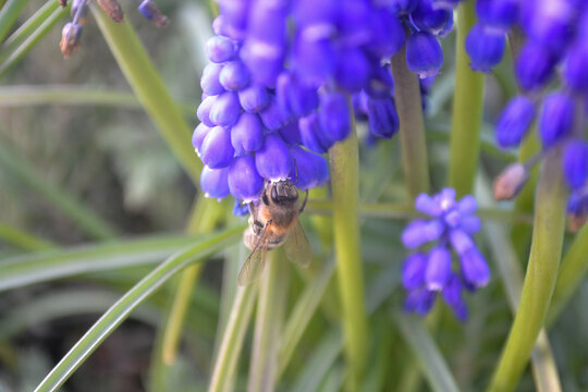 Every bloom comes from unseen effort