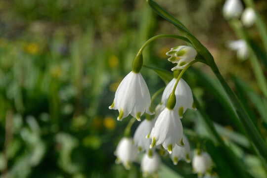 Flowers don&rsquo;t compete, they just grow