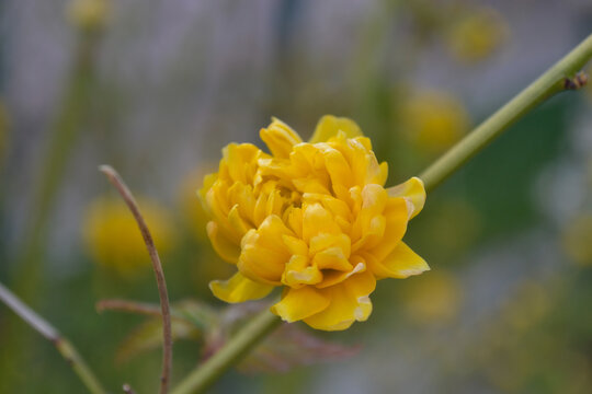 Petals opening on their own time