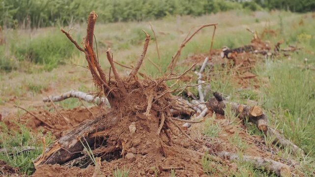 Disturbed Landscape: Uprooted Trees and Exposed Roots.