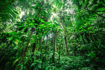 Fototapeta premium Dense tropical rainforest foliage in Basse Terre Guadeloupe jungle