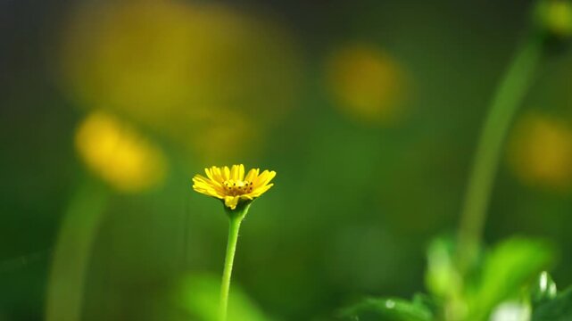 A beautiful macro close-up of a Butter Daisy amidst the green grass of a sun-drenched spring meadow garden