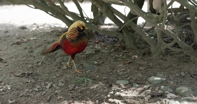 Golden Pheasant outdoor in the bird park