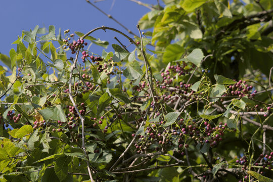 Wild Grapes Growing on Vine with Green Leaves and Blue Sky