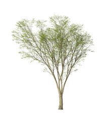 Obraz premium Single green hornbeam tree isolated on transparent background. hornbeam Shrub isolated on transparent background. plant or young tree isolated on white background. Small tree PNG. Shrub PNG.