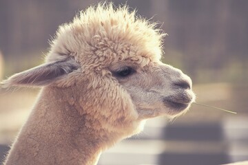 Fototapeta premium Alpaca chewing grass enjoying sunlight outdoors