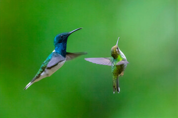 Fototapeta premium Male and Female White-necked Jacobin Hummingbirds Hovering in Lush Green Habitat
