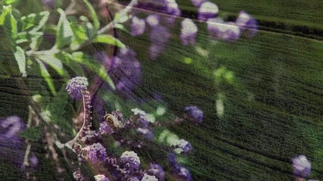 Purple-flowered blossoms shifting and field panning after insect landing, showing pollination link