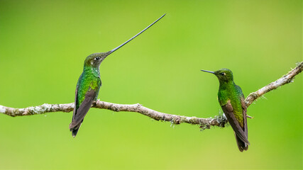 Two colorful hummingbirds perched on a mossy branch in Colombia © Leon Burda