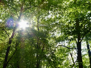 Fototapeta premium Bright sunbeams filtering through a lush green forest canopy
