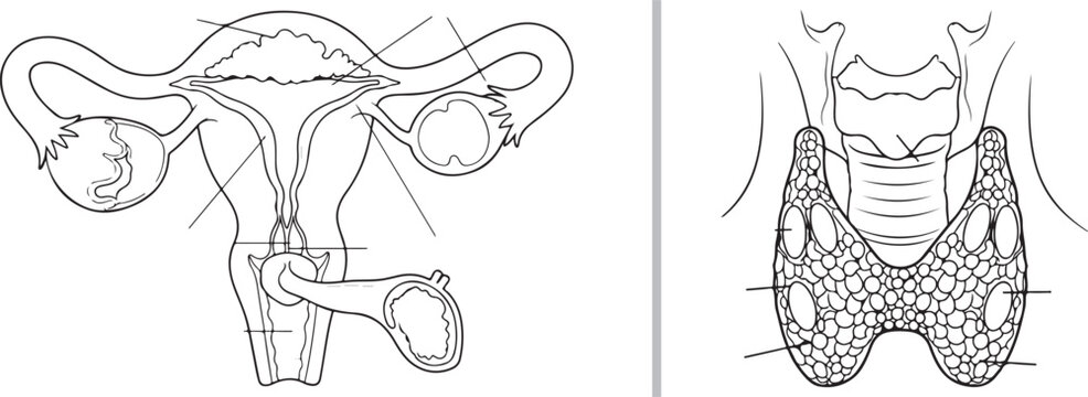 Educational vector illustration of female reproductive and thyroid gland anatomy isolated on white background