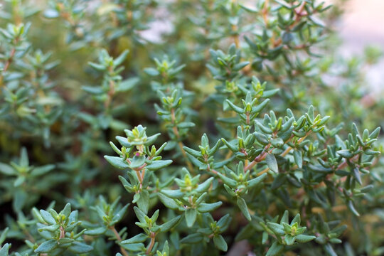 Rosemary thyme green texture closeup of bush background 