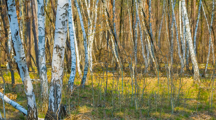 wide spring birch tree grove, spring forest scene © Yuriy Kulik