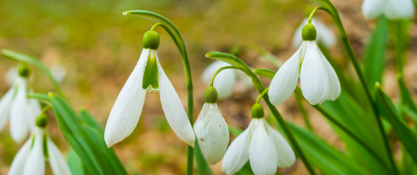 closeup heap of white snowdrop flowers among red dry leaves