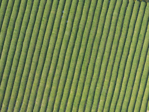 Aerial view of lush green tea plantation rows arranged in a neat parallel pattern in Taiwan.