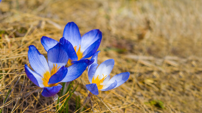 closeup heap of wild crocus flower among grass prairie