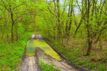 Naklejka premium ground road with pond through the green spring forest