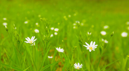 closeup spring forest glade covered by a flowerd © Yuriy Kulik