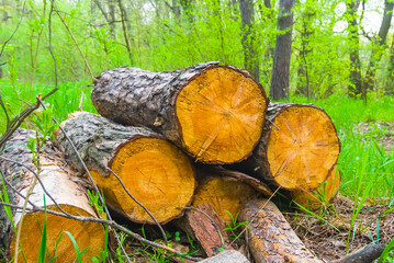 heap of tree trunk on the forest glade © Yuriy Kulik