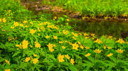 closeup spring forest glade covered by a flowerd © Yuriy Kulik