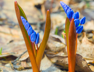closeup heap of wild blue snowdrop flowers on spring forest glade © Yuriy Kulik
