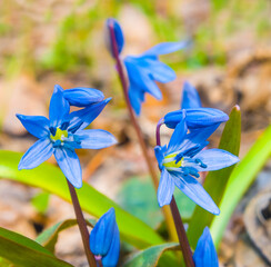 closeup heap of wild blue snowdrop flowers on spring forest glade © Yuriy Kulik