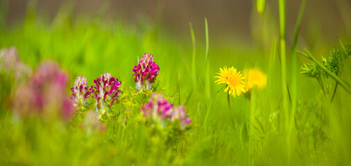 closeup spring forest glade covered by a flowerd © Yuriy Kulik