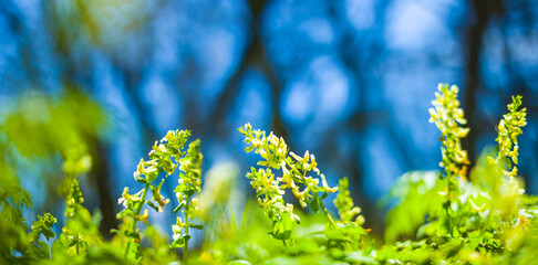closeup spring forest glade covered by a flowerd © Yuriy Kulik