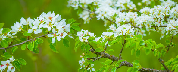 closeup apple tree branch in blossom © Yuriy Kulik