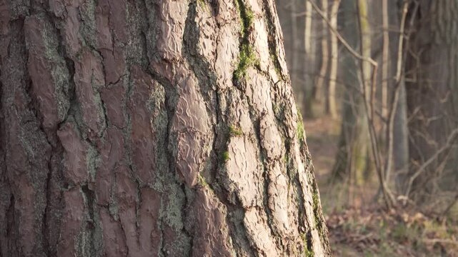 This close-up upward tilt showcases the detailed, rough texture of pine tree bark. Bright spring sunlight illuminates the deep furrows and reddish tones of the trunk in a forest setting.