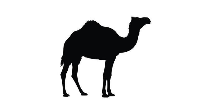 Silhouette of a dromedary camel standing in profile against white