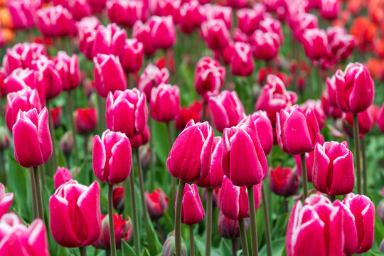 Pink tulips blooming in Keukenhof gardens, Netherlands, vibrant spring flower field background