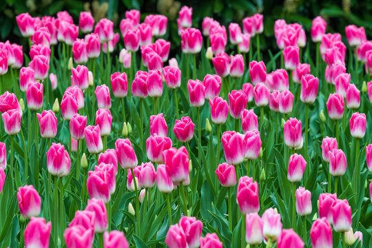Pink tulips blooming in Keukenhof garden, Netherlands, vibrant spring flower field with green leaves