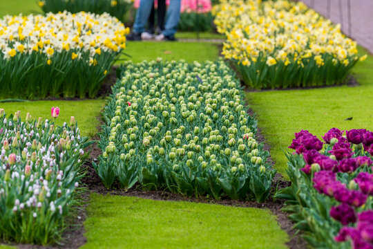 Keukenhof, Netherlands - 29.03.2026: Colorful tulip and daffodil flowerbeds in spring garden with visitors in background