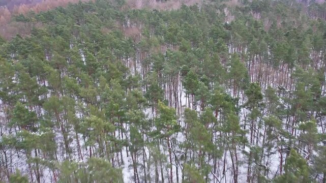 Aerial view of pine tree trunks and snow on the forest floor in winter.