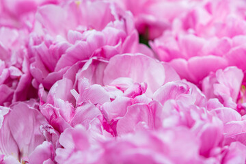 Obraz premium Close-up of soft pink tulip petals in full bloom, spring flower background with shallow depth of field