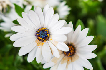 Fototapeta premium Close up of white daisy flowers with blue and yellow center in green garden background