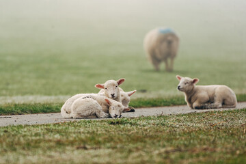 Fototapeta premium Adorable Young Lambs Sleeping in a Sun-Drenched Spring Meadow, Peaceful April Scene in Soft Natural Light