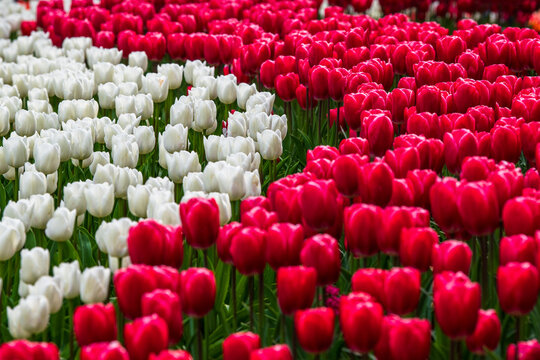 Vibrant red and white tulips blooming in spring garden flowerbeds in the Netherlands