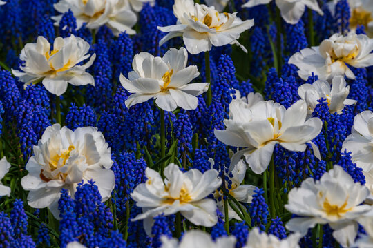 White tulips blooming among vibrant blue grape hyacinths in a spring flower garden, Netherlands