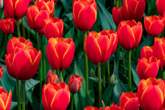 Close-up of vibrant red and yellow tulips blooming in a spring garden, Netherlands