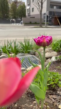 Dolly out shot from purple tulips to beige-pink tulips