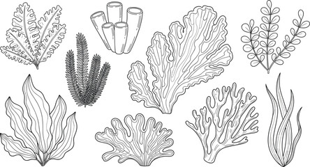 Hand Drawn Marine Life Set Featuring Various Coral Reef Species Seaweed And Underwater Plants For Nautical Ocean Themed Graphic Designs © Limon