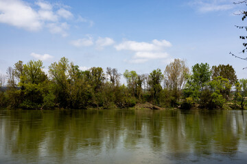 Fototapeta premium trees in the water